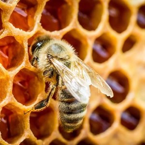Bee on honeycomb macro