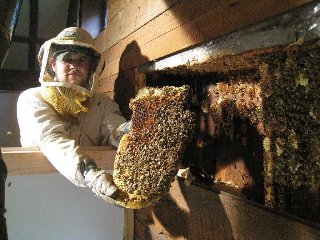Residential bee removal from a wall cavity