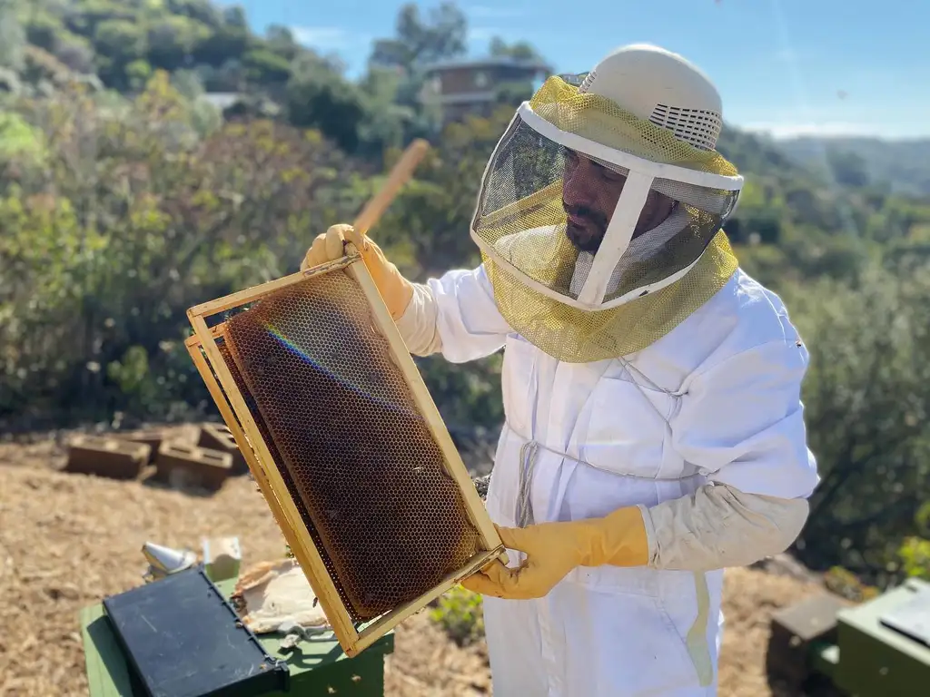 Steve Downs inspecting a honeycomb frame at a California sanctuary