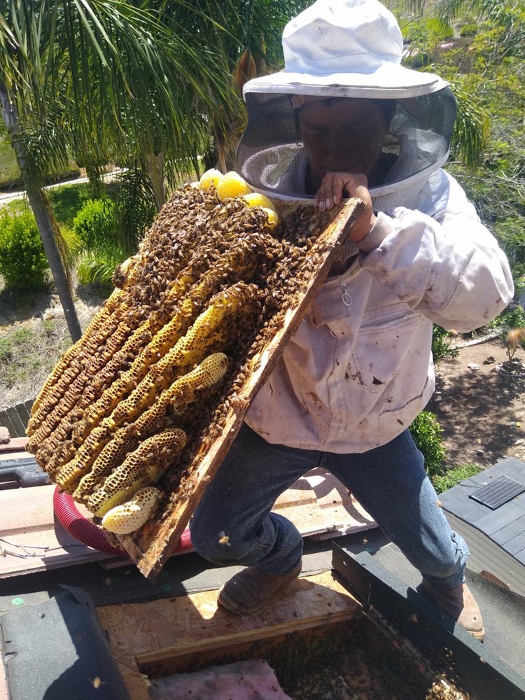 Bee colony extraction from a residential property
