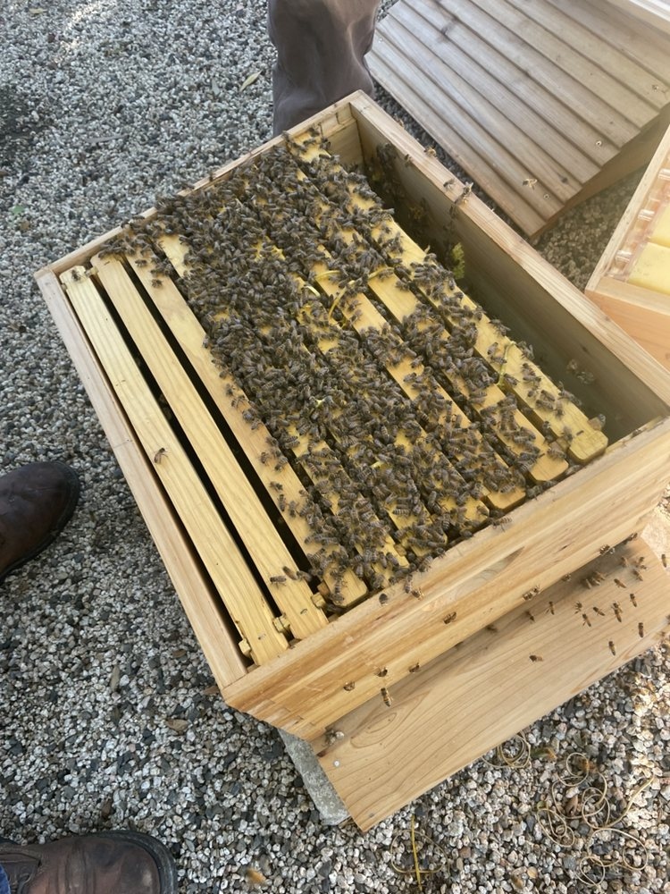 Clean wall and relocated colony after professional removal