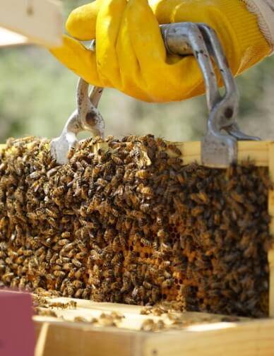 Steve Downs working with a bee colony in the field